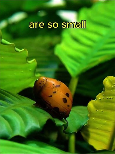 These 10 Animals Kill More Humans Than You Think