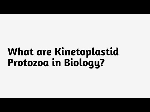 What are Kinetoplastid Protozoa in Biology ?