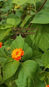 2.4M views · 36K reactions | ¿Cómo se llama en tu país y para qué se usa? #lantana #plantasmedicinales #remedios #esoterismo #baños #natural #limpia #limpiezaenergetica | onlyplants | Facebook
