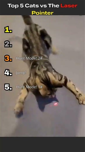 Top 5 Cats vs The Laser Pointer
