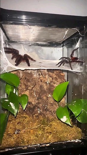 How do spiders reproduce?