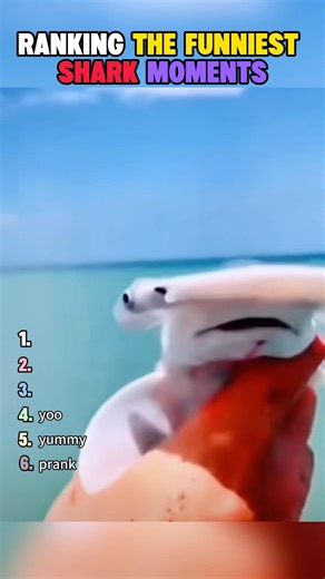 Ranking the funniest shark moments #ranking #funny #foryou #prank #shark #fyp #trend #marineanimals