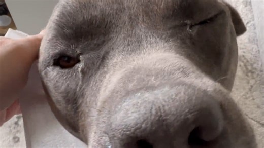 Wookiee dog gets its ears cleaned