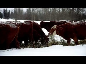 Triticale Swath Grazing Kidd Bros. Part 1