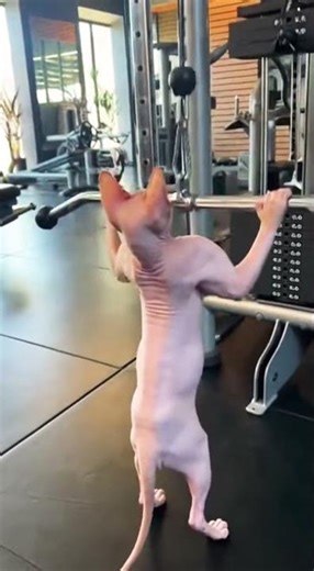 Back exercises for agility and fitness