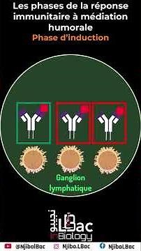 Les phases de la réponse immunitaire spécifique à médiation humorale | Phase d’induction