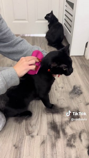 Essential Tips for Managing Shedding in Cats