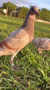 2.4M views · 10K reactions | How sweet are her young pouter pigeons! #pigeon #pigeons #petbird #birds | Cog Hill Farm | Facebook