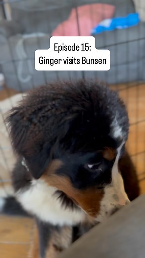 3.7K reactions · 16 shares | After Bunsen had surgery last August he...