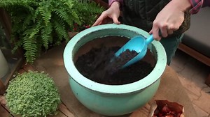Comment planter des tulipes en pot ?