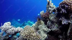 Sea ​​lilies, Underwater life in the ocean. Tropical fish. Stock Video