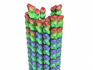 File:MicrotubuleDynamicInstability.ogv - Wikimedia Commons