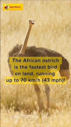 Southern African Ostrich Sounds (Natural Calls from the Open Land)
