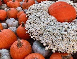 Caring For Your Fall Mums — Carmen Johnston Gardens
