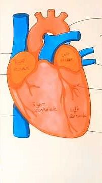 Human Heart Diagram| very easy step by step| for 10th, 12th biology students| fully explained|