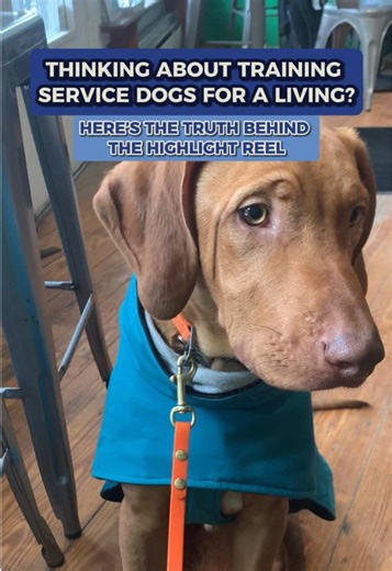 When you're training service dogs, most days are repetition. Same skills, small adjustments, steady work. The job is learning how dogs learn, communicating clearly, and staying consistent even when the task isn't flashy. Once the dog is ready to work with their human, all the dedication and patience is worth it. The dog gets it. The work moves forward. That’s the part that keeps people here. If this work speaks to you and you want a clearer picture of what it really takes, we’d love to invite yo