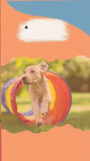 10 Fun Games to Play With Your Dog! #pet #shorts #doggames