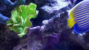 Colorful and Rare Orange Fantail Filefish with purple face in 100 gallons Saltwater Aquarium fowlr