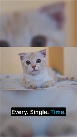 We've Been Testing Cats Wrong This Whole Time #cats #animalscience