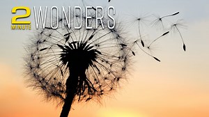 2-MINUTE WONDERS: Uplifting Story