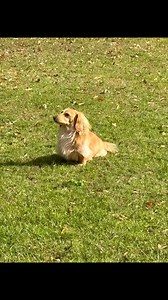 Not sure who loves these check ins while Mom is at work the most, The Butler or the pup❤️ | The Bolton Butlers LLC•Pet and House Sitters | Facebook