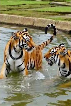 The Ultimate Tiger Hunt Intense Predator vs. Prey Moments!