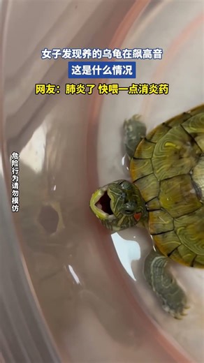 A woman discovered her pet turtle was making loud, high-pitched noises. What could be the reason?