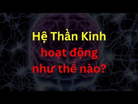 Hệ Thần Kinh - Sinh học - Tập 26 | Tri thức nhân loại