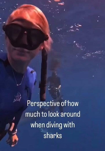 Exploring Shark Diving Safety and Conservation Efforts