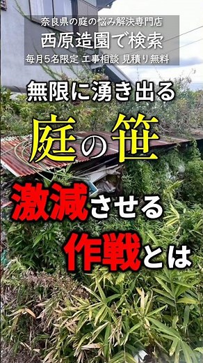 【笹の駆除方法】知らないと損する庭の笹が駆除しきれない本当の理由と激減させる駆除方法