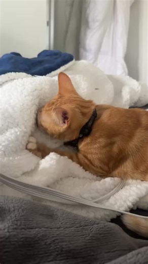 Wobby thinks the blanket is his mommy😂😂 . . . #LanguageLearning #fyp #kittensoftiktok #orangecat #catsoftiktok