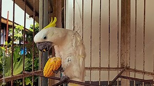 Yellow-crested parrot is eating corn