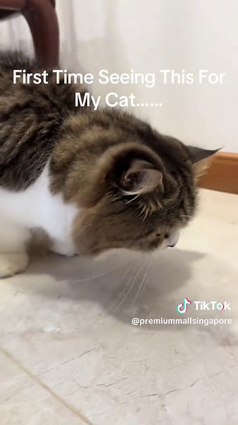 Cat's Epic Hairball Vomit Session Caught on Camera