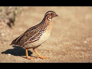 ON THE FARM Quail Farming in UGANDA