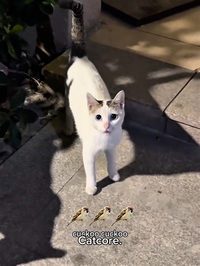 Hilarious Cat Sounds That Will Make You Laugh