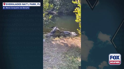 Watch: Crocodile goes head-to-head with alligator in Florida