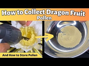 How to Collect And Store Dragon Fruit Pollen