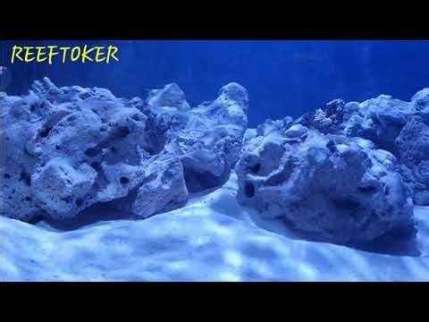 Brightwell Microbactor Start XLM & Brightwell Quick Cycle Ten Day Cycle...Day 5 .Update!