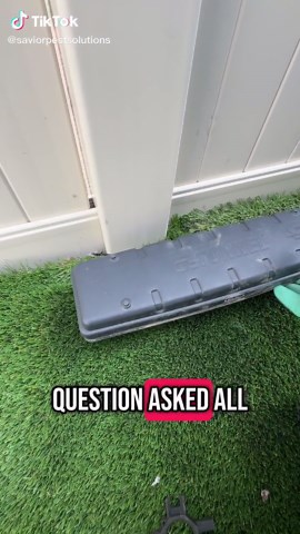 Savior Pest Solutions on TikTok