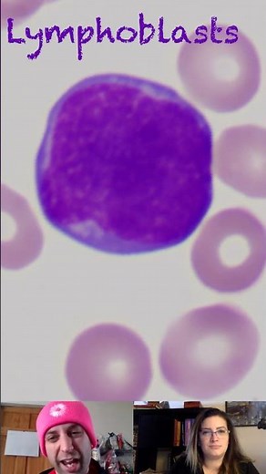 Lymphoblast Morphological Characteristics