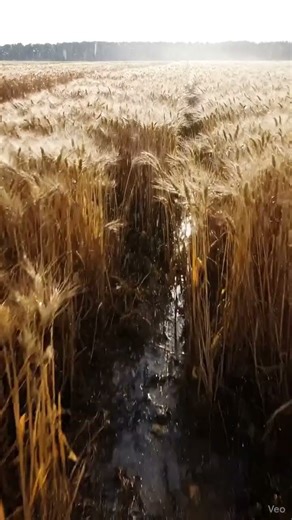 🌾 Rain Across the Wheat Plains | Cinematic Nature Ambience & Soft Thunder 4K