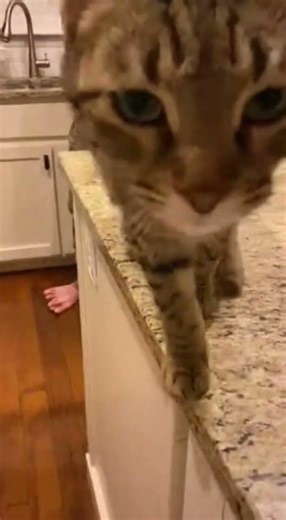 Soldiers miss their cat from military training unit #cat #pets #soldier #usa