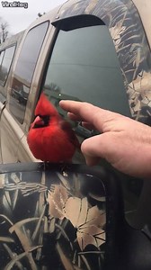 1.1M views · 5K shares | This friendly little fat bird  via ViralHog | UNILAD | Facebook
