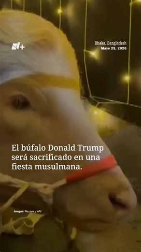 El búfalo albino llamado Donald Trump será sacrificado en Bangladesh