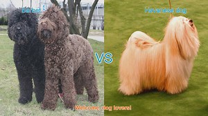 Barbet vs. Havanese: A Comparison of Charming Long-Hair Dog Breeds