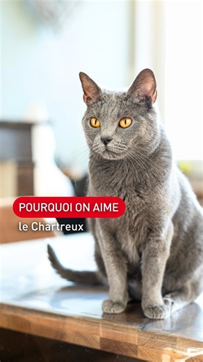 Le Chartreux est une race de chat connue pour son tempérament calme, son intelligence et son attachement à sa famille 🩶 Équilibré, rassurant et facile à vivre, le Chartreux est un compagnon idéal pour les foyers à la recherche d’un chat posé et affectueux. Un grand merci à l’élevage @chatterie_de_l_hortensia_bleu_ de nous avoir accueillis. Royal Canin est fier de soutenir des éleveurs français 🤗 royal canin france, nutrition animale, alimentation, santé animale, bien-être animal, chat, éleveur