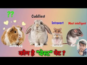 Rabbit vs Guinea pig vs Hamster vs Rats —ultimate comparison |Small pets