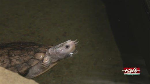 New zoo: Serpents in Sioux Falls