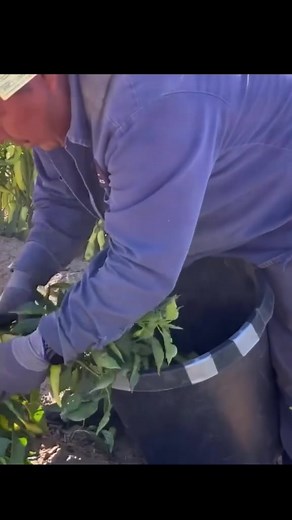 1.2K views · 15 reactions | #agricultureworldwide | Sky Blue | Facebook