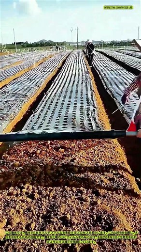 穴あきマルチフィルムの敷設：農業技術